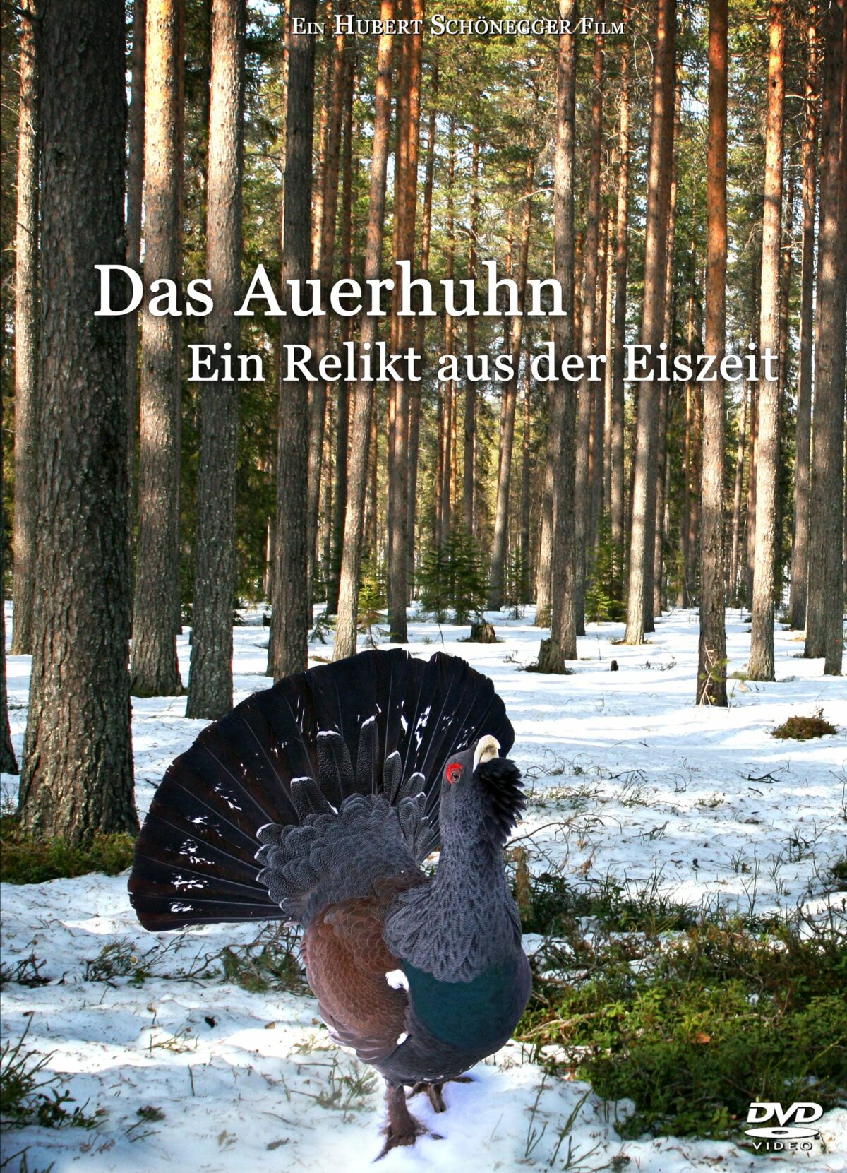 Das Auerhuhn